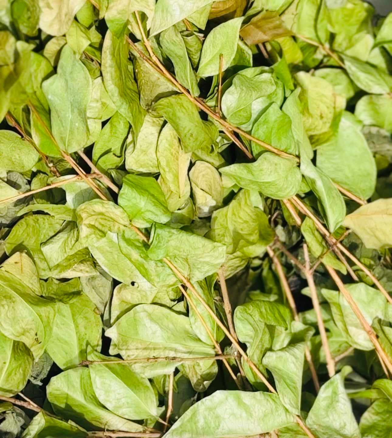 Suriname Cherry Tea