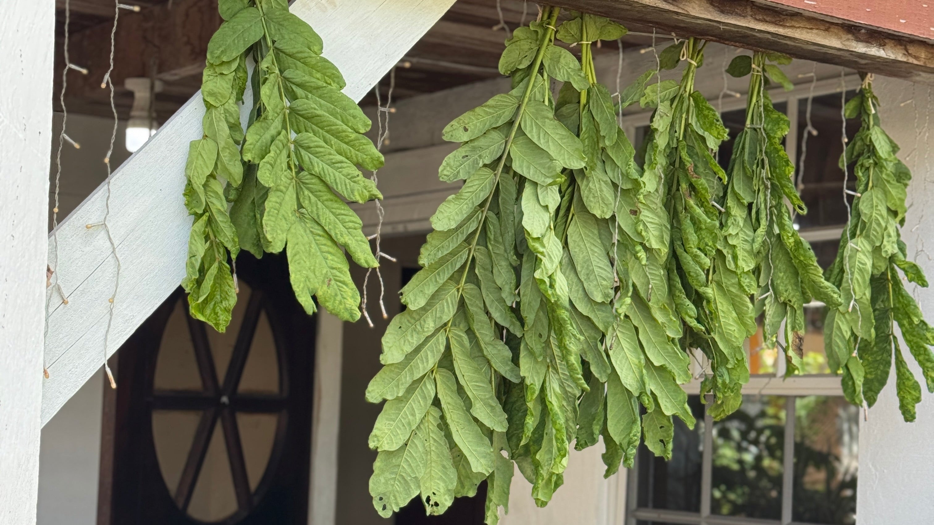 Green leaves hanging from a wooden structure with a white wall and window in the background.