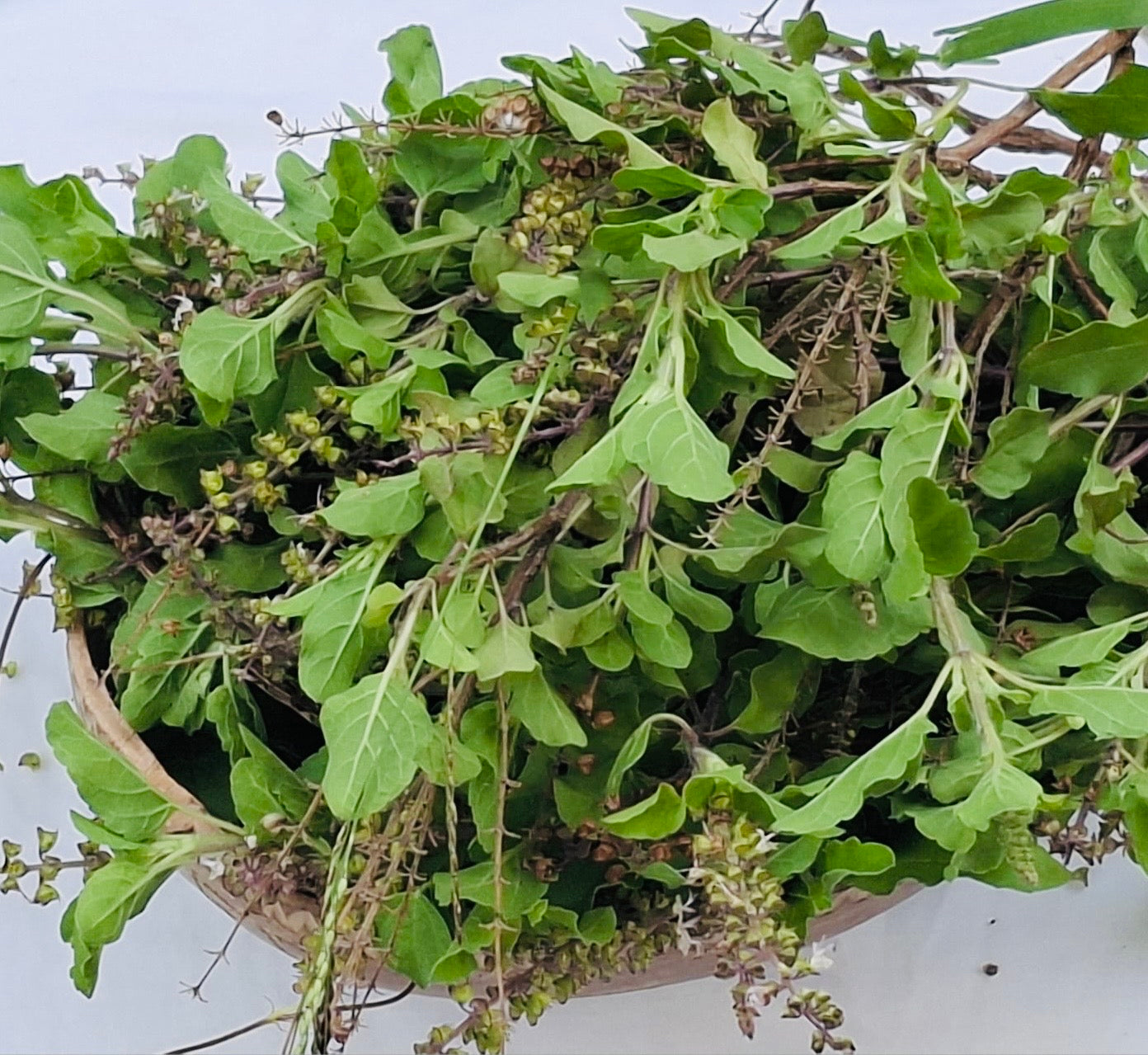 Guyanese Tulsi Tea
