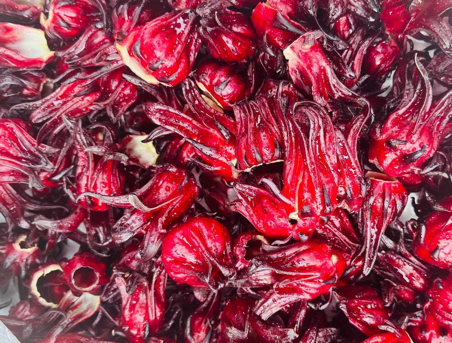 Sorrel aka Hibiscus